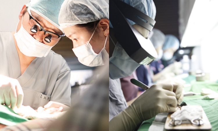 maxwell fue hair transplant korea